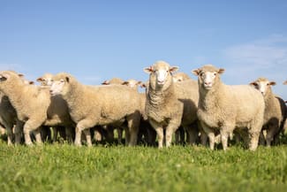 Rural / Farming commercial property sold at 25714 Princes Highway Millicent SA 5280
