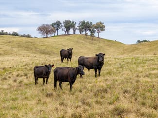 Rural / Farming commercial property sold at 500 Nugents Road Humula NSW 2652 Rural / Farming commercial property sold at 500 Nugents Road Humula NSW 2652