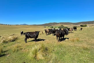 Rural / Farming commercial property sold at 142 Balgownie Road Delegate NSW 2633 Rural / Farming commercial property sold at 142 Balgownie Road Delegate NSW 2633