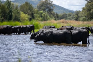 Rural / Farming commercial property sold at 2021 Mole River Road Mole River NSW 2372 Rural / Farming commercial property sold at 2021 Mole River Road Mole River NSW 2372