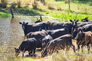Rural / Farming commercial property sold at 3899 Belubula Way Canowindra NSW 2804 Rural / Farming commercial property sold at 3899 Belubula Way Canowindra NSW 2804