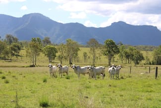 Rural / Farming commercial property sold at 81 Simmonds Road Tarome QLD 4309 Rural / Farming commercial property sold at 81 Simmonds Road Tarome QLD 4309