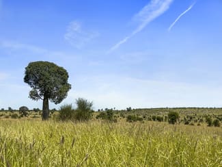 Rural / Farming commercial property for sale at 3760 Mitchell-St George Road Mitchell QLD 4465