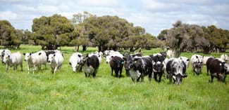 Rural / Farming commercial property sold at 332 Sullivan Road Gingin WA 6503 Rural / Farming commercial property sold at 332 Sullivan Road Gingin WA 6503
