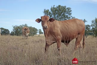 Rural / Farming commercial property sold at O'bil Bil QLD 4626