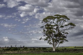 Rural / Farming commercial property for sale at 16757 Luckman Road Welbungin WA 6477 Rural / Farming commercial property for sale at 16757 Luckman Road Welbungin WA 6477