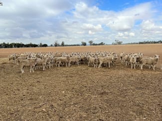 Rural / Farming commercial property sold at 'Altona' Four Corners Road & Back Walbundrie Rand Road Rand NSW 2642 Rural / Farming commercial property sold at 'Altona' Four Corners Road & Back Walbundrie Rand Road Rand NSW 2642