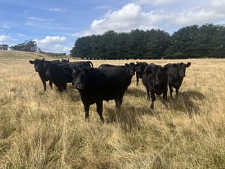 Rural / Farming commercial property sold at 89 Norths Road West Montagu TAS 7330