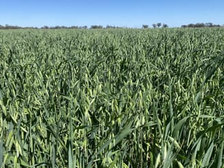Rural / Farming commercial property for sale at 102 Murrami Road Murrami NSW 2705