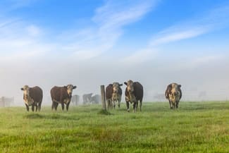 Rural / Farming commercial property sold at 393 & 428 Sandy Flat Road Brodribb River VIC 3888