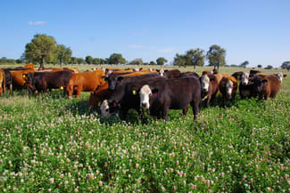 Rural / Farming commercial property sold at 1676 Willala Road Boggabri NSW 2382 Rural / Farming commercial property sold at 1676 Willala Road Boggabri NSW 2382