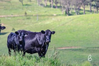 Rural / Farming commercial property sold at 2148 Mirannie Road Singleton NSW 2330 Rural / Farming commercial property sold at 2148 Mirannie Road Singleton NSW 2330