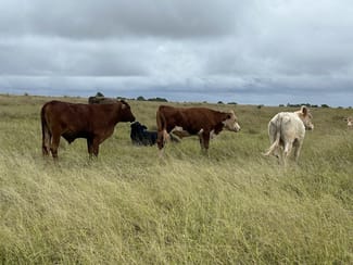 Rural / Farming commercial property sold at Lot 125 Mount McEuen Road Hivesville QLD 4612 Rural / Farming commercial property sold at Lot 125 Mount McEuen Road Hivesville QLD 4612