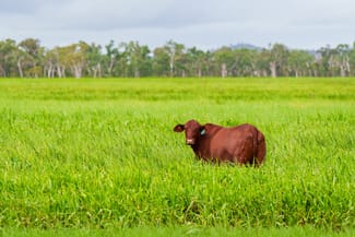 Rural / Farming commercial property sold at 100 Serpentine Road Lake Mary QLD 4703 Rural / Farming commercial property sold at 100 Serpentine Road Lake Mary QLD 4703