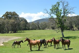Rural / Farming commercial property sold at 95 Bago Forest Road Tumbarumba NSW 2653 Rural / Farming commercial property sold at 95 Bago Forest Road Tumbarumba NSW 2653