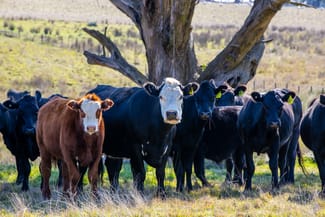 Rural / Farming commercial property sold at 172 Golspie Road Taralga NSW 2580