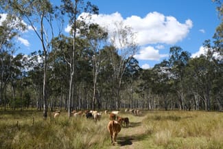 Rural / Farming commercial property sold at Lot 27 Burnett Highway Cynthia QLD 4627 Rural / Farming commercial property sold at Lot 27 Burnett Highway Cynthia QLD 4627