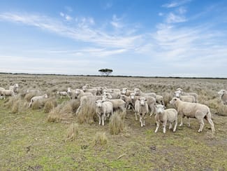 Rural / Farming commercial property sold at 90 Williams Road Kingston Se SA 5275 Rural / Farming commercial property sold at 90 Williams Road Kingston Se SA 5275