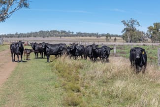 Rural / Farming commercial property sold at "Camden" 334 Kelvinhaugh-Yalangur Road Yalangur QLD 4352 Rural / Farming commercial property sold at "Camden" 334 Kelvinhaugh-Yalangur Road Yalangur QLD 4352