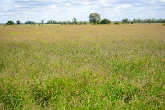 Rural / Farming commercial property sold at Marionvale, Surat Yuleba Road Surat QLD 4417