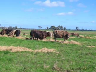 Rural / Farming commercial property sold at 28 Mann Road Nillup WA 6288 Rural / Farming commercial property sold at 28 Mann Road Nillup WA 6288