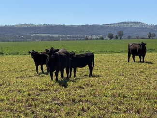Rural / Farming commercial property for sale at 2824 Neilrex Road Coolah NSW 2843