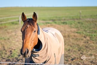Rural / Farming commercial property for sale at 72 Brown Road Glenburnie SA 5291 Rural / Farming commercial property for sale at 72 Brown Road Glenburnie SA 5291