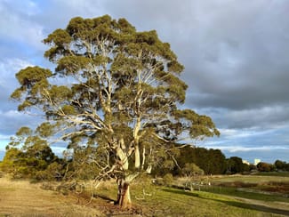 Rural / Farming commercial property sold at Cross Forest Road Cobden VIC 3266