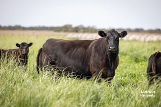 Rural / Farming commercial property for sale at 18462 Princes Highway Kingston Se SA 5275 Rural / Farming commercial property for sale at 18462 Princes Highway Kingston Se SA 5275