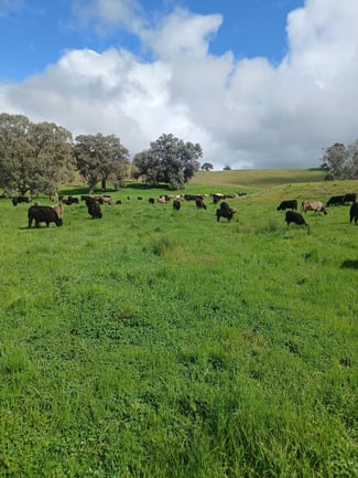 Rural / Farming commercial property sold at 3924 Hume Highway Tarcutta NSW 2652 Rural / Farming commercial property sold at 3924 Hume Highway Tarcutta NSW 2652