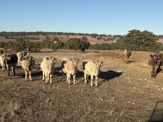 Rural / Farming commercial property sold at 342 Badgingarra Road Dandaragan WA 6507 Rural / Farming commercial property sold at 342 Badgingarra Road Dandaragan WA 6507