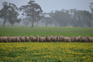 Rural / Farming commercial property sold at 260 Burns Munn Road Edenhope VIC 3318 Rural / Farming commercial property sold at 260 Burns Munn Road Edenhope VIC 3318