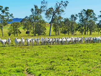 Rural / Farming commercial property sold at 84 Austin Road Victoria Plains QLD 4751 Rural / Farming commercial property sold at 84 Austin Road Victoria Plains QLD 4751