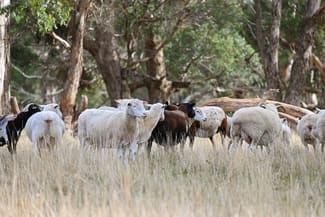 Rural / Farming commercial property sold at 2585 Burraga Road Burraga NSW 2795 Rural / Farming commercial property sold at 2585 Burraga Road Burraga NSW 2795
