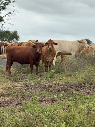 Rural / Farming commercial property for sale at 34 Bellottis Road Oakdale QLD 4605