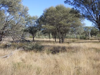Rural / Farming commercial property sold at 9479 Balonne Highway Cunnamulla QLD 4490