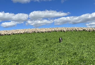 Rural / Farming commercial property sold at 196 Sunnyridge Lane Frogmore NSW 2586