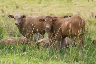 Rural / Farming commercial property for sale at 39-57 Aspreys Road Ettrick NSW 2474 Rural / Farming commercial property for sale at 39-57 Aspreys Road Ettrick NSW 2474