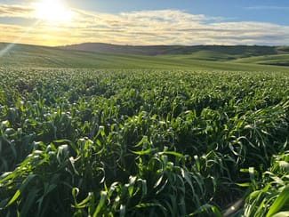 Rural / Farming commercial property for sale at Lot 5 McAvaney Lane Whites Flat SA 5607