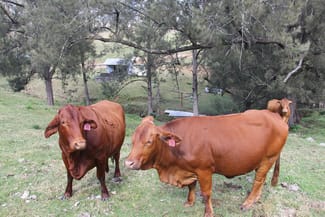 Rural / Farming commercial property sold at Lot 36 Demon Creek Road Tenterfield NSW 2372 Rural / Farming commercial property sold at Lot 36 Demon Creek Road Tenterfield NSW 2372