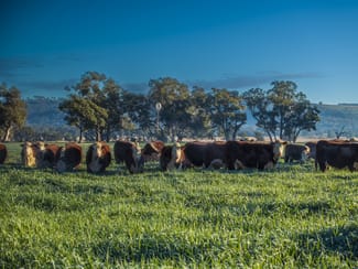 Rural / Farming commercial property sold at Pilca Butta 2178 Black Stump Way Coolah NSW 2843 Rural / Farming commercial property sold at Pilca Butta 2178 Black Stump Way Coolah NSW 2843