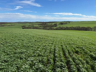 Rural / Farming commercial property sold at 500 North Spriggs Road Cleve SA 5640 Rural / Farming commercial property sold at 500 North Spriggs Road Cleve SA 5640