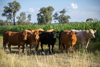 Rural / Farming commercial property sold at 'Swinton' 661 Haywood Road Delungra NSW 2403