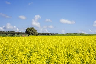 Rural / Farming commercial property for sale at 829 Nabawa Northampton Road Hickety WA 6532