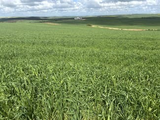 Rural / Farming commercial property sold at 800 East Bowes Road Naraling WA 6532
