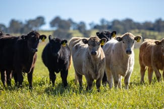 Rural / Farming commercial property sold at 'Pine View' 821 Llangothlin Road Guyra NSW 2365 Rural / Farming commercial property sold at 'Pine View' 821 Llangothlin Road Guyra NSW 2365