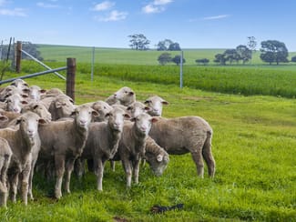 Rural / Farming commercial property sold at 'Toringa' Toringa Road Farrell Flat SA 5416 Rural / Farming commercial property sold at 'Toringa' Toringa Road Farrell Flat SA 5416