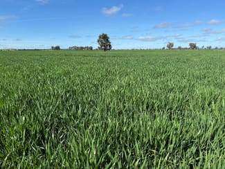 Rural / Farming commercial property sold at 'SECKHOLDS' Bradshaws Lane Coolamon NSW 2701 Rural / Farming commercial property sold at 'SECKHOLDS' Bradshaws Lane Coolamon NSW 2701