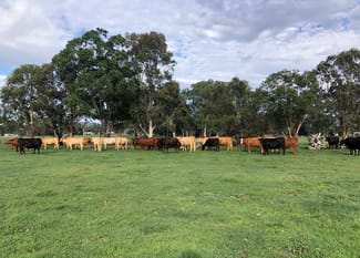 Rural / Farming commercial property sold at 1501 River Road Runnymede VIC 3558 Rural / Farming commercial property sold at 1501 River Road Runnymede VIC 3558
