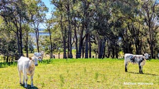 Rural / Farming commercial property for sale at Lot 53 Cowalla Road Cowalla WA 6503 Rural / Farming commercial property for sale at Lot 53 Cowalla Road Cowalla WA 6503